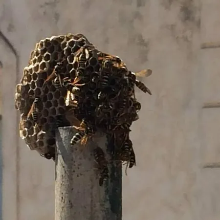 Apartmán φωλιά - Nest